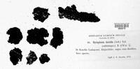 Umbilicaria torrefacta image